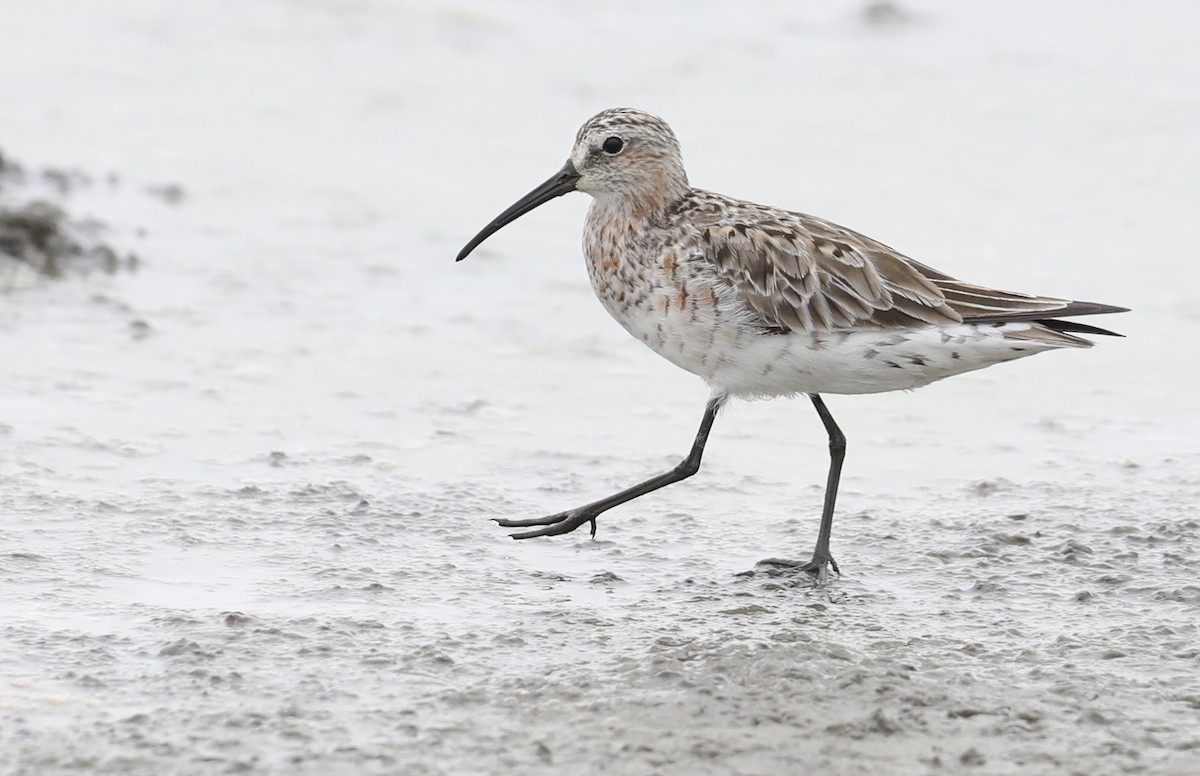 Curlew Sandpiper - ML618572897