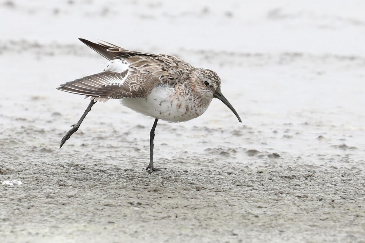 Curlew Sandpiper - ML618572898