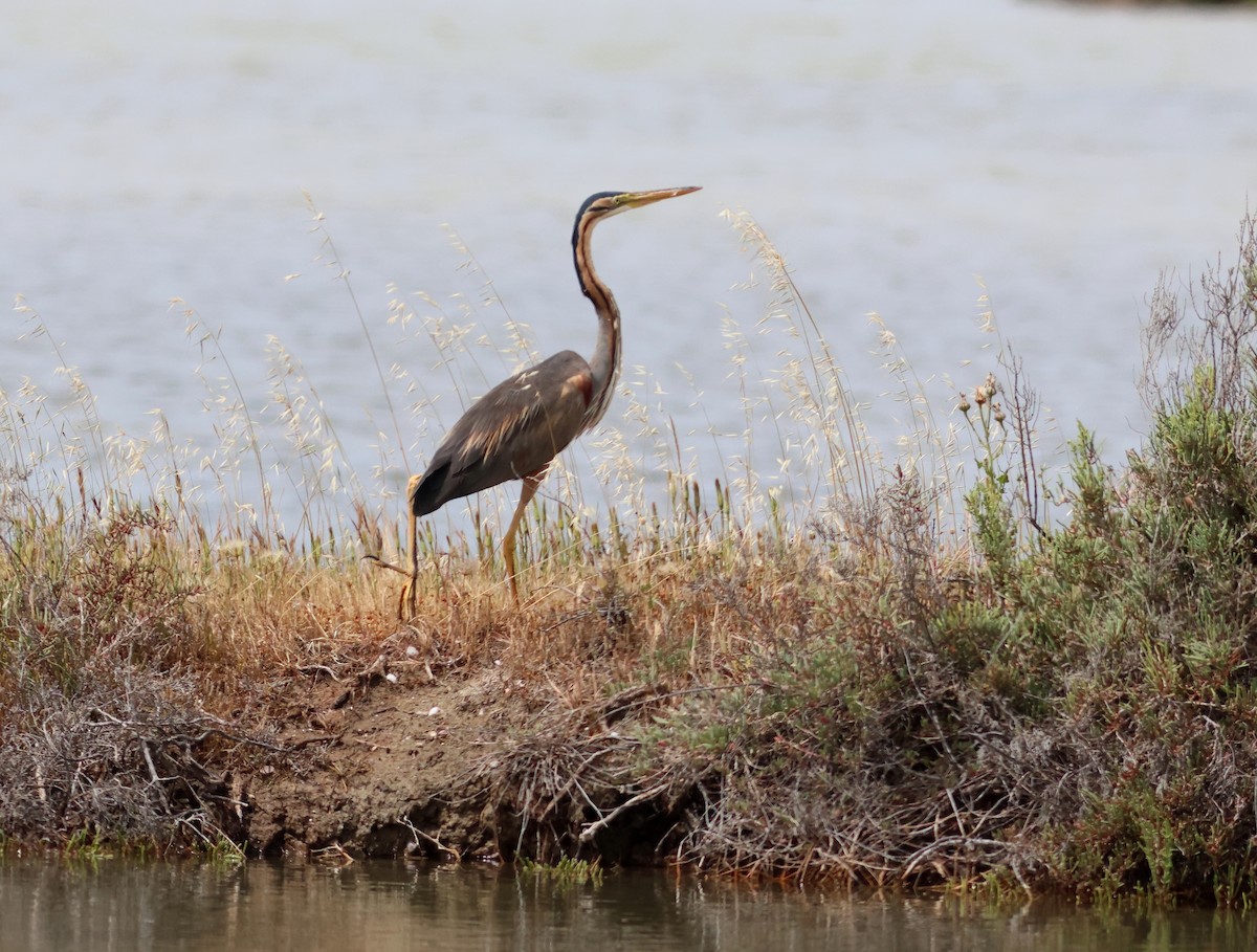 Purple Heron - ML618572904