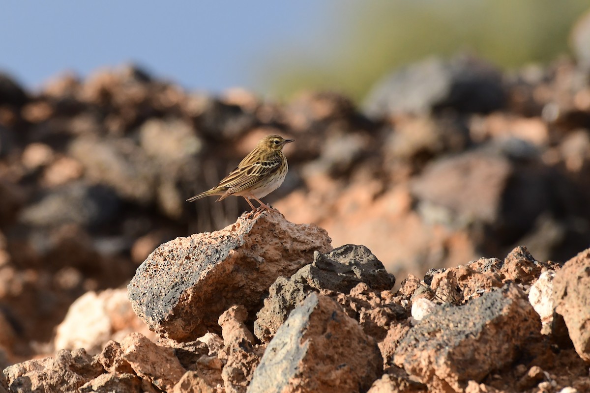 Tree Pipit - ML618572961