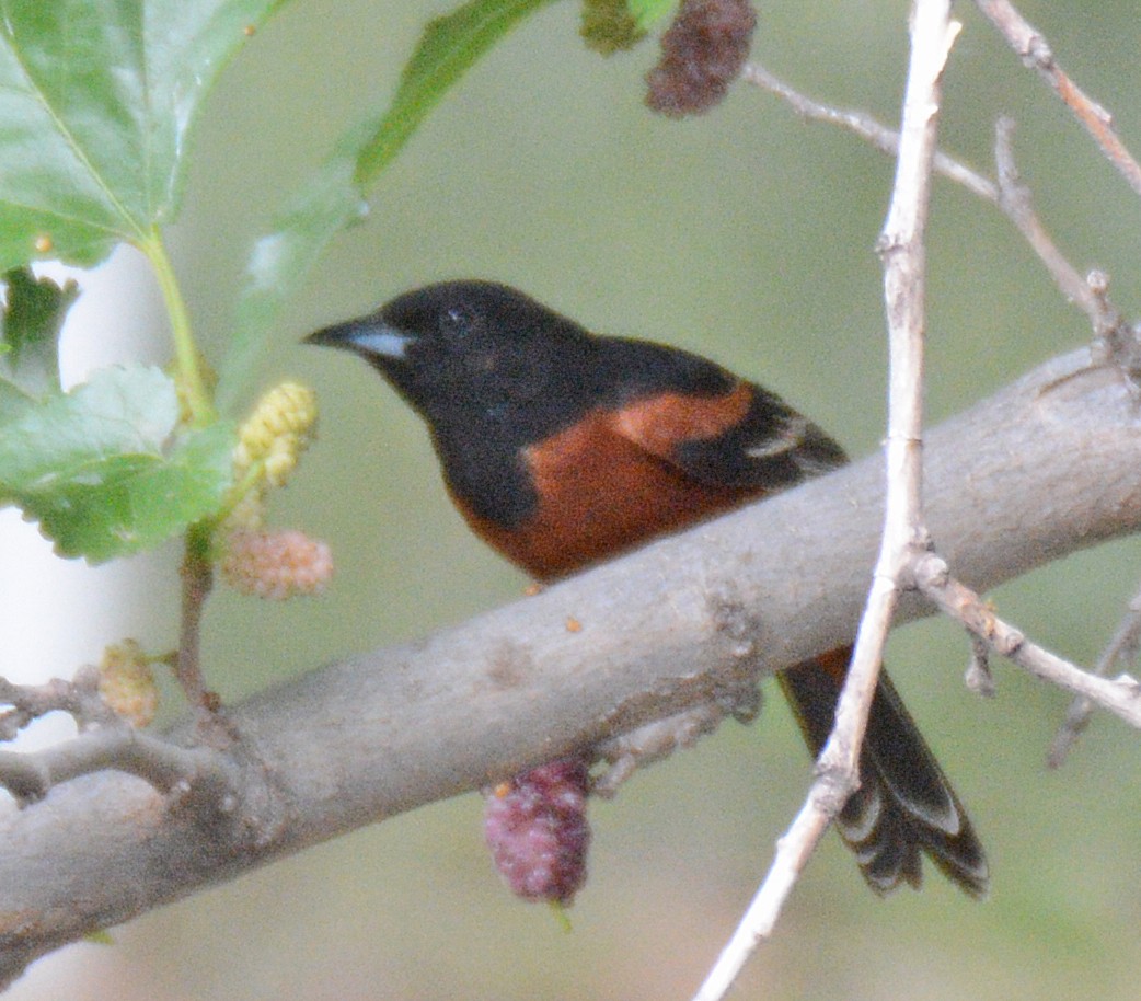 Orchard Oriole - Michael J Good