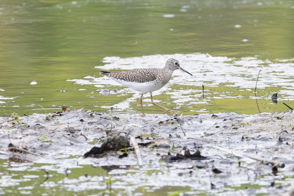 Solitary Sandpiper - Peter Kwiatek