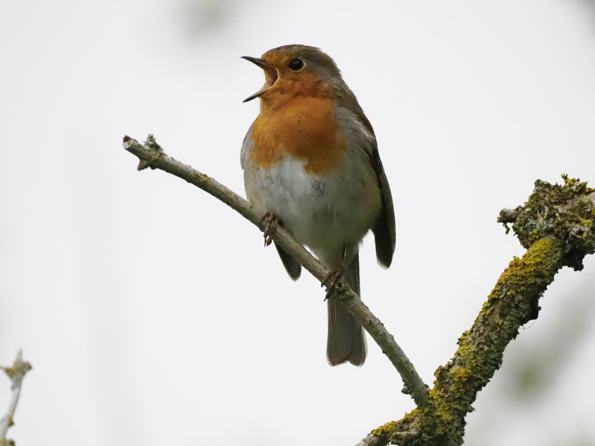 European Robin - ML618572999