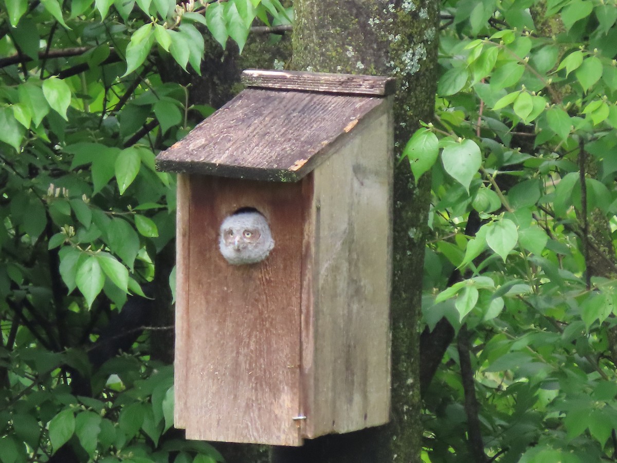 Eastern Screech-Owl - Kevin Cronin