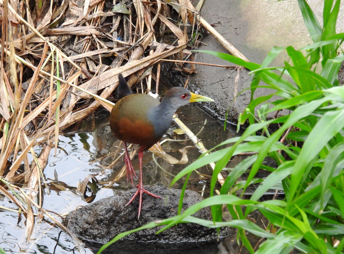 Gray-cowled Wood-Rail - ML618573019