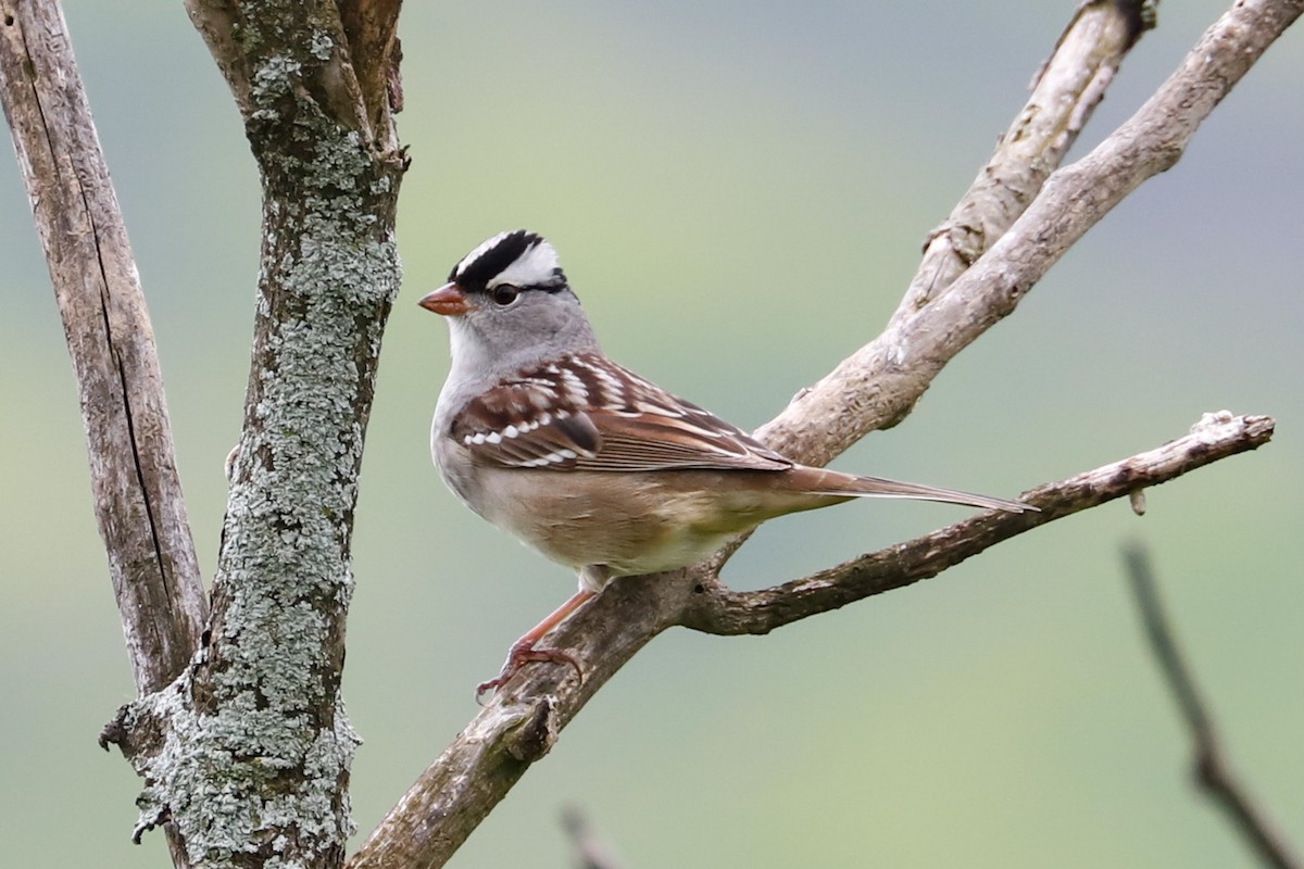 White-crowned Sparrow - Debra Rittelmann