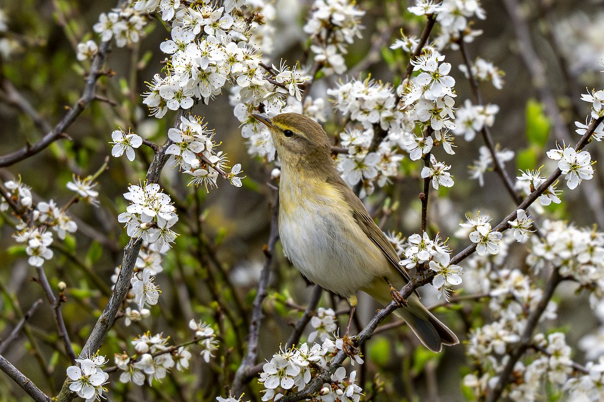 Willow Warbler - ML618573040