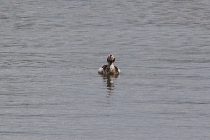 Long-tailed Duck - ML618573044