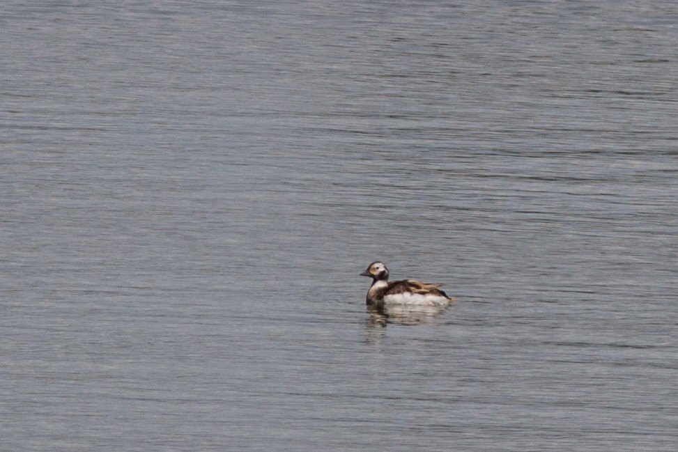 Long-tailed Duck - ML618573045