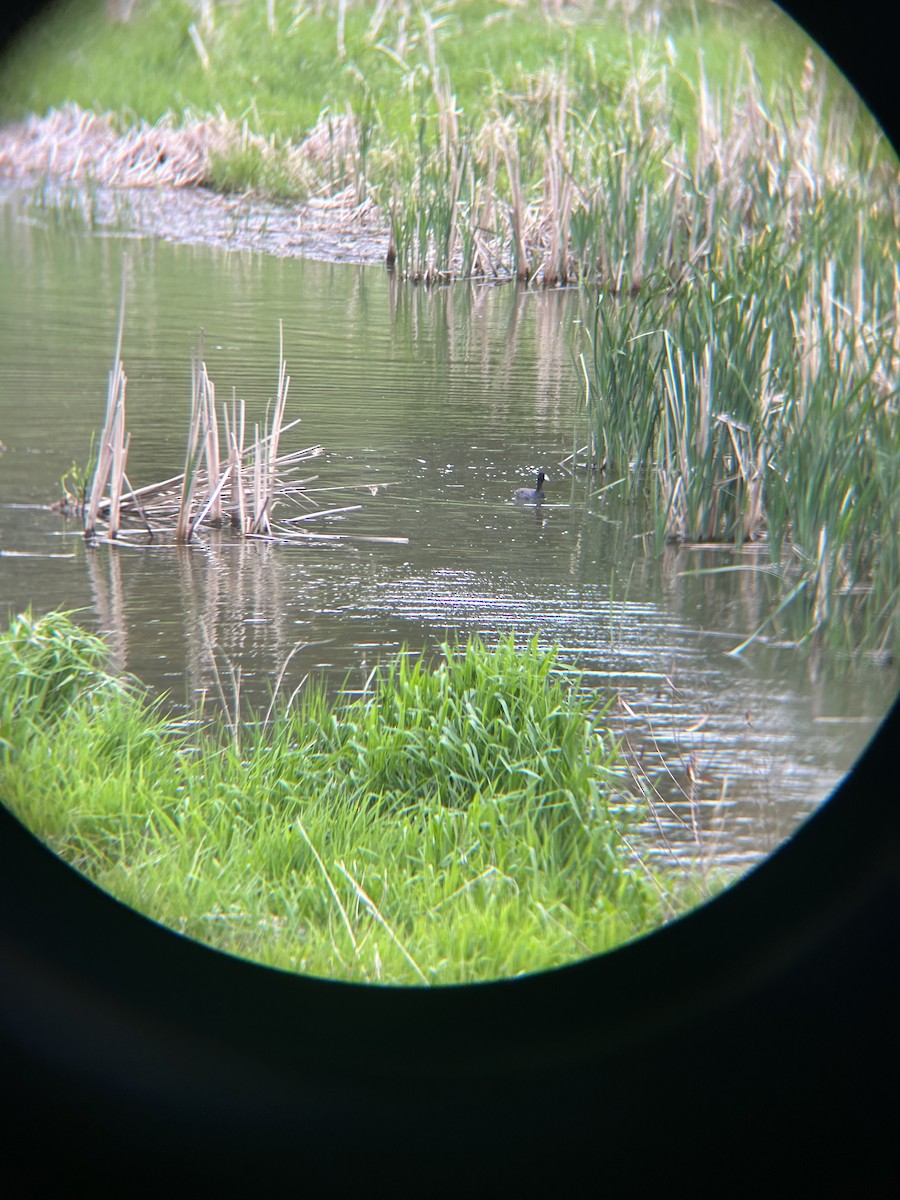 American Coot - ML618573054