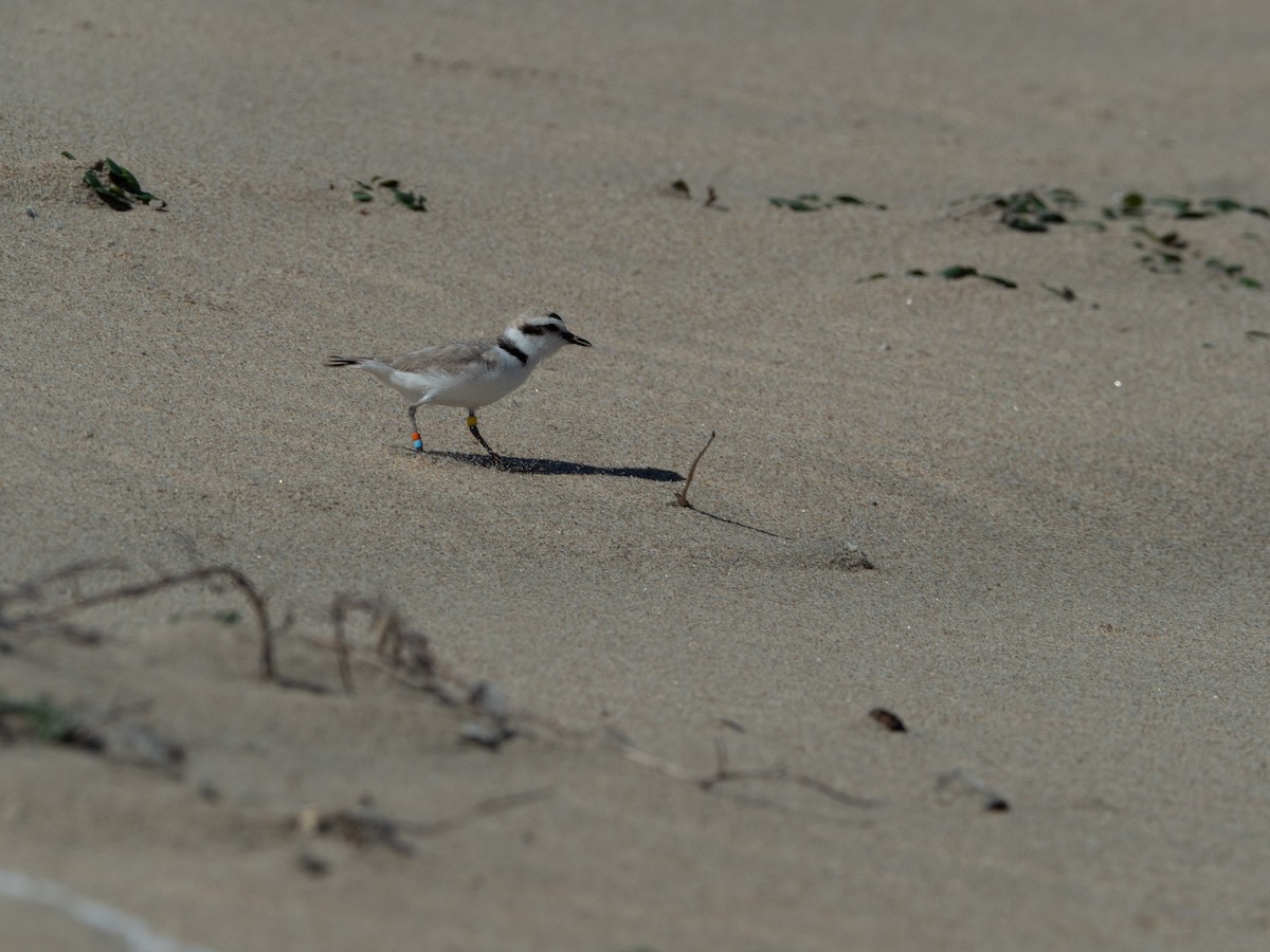 Snowy Plover (nivosus) - ML618573059