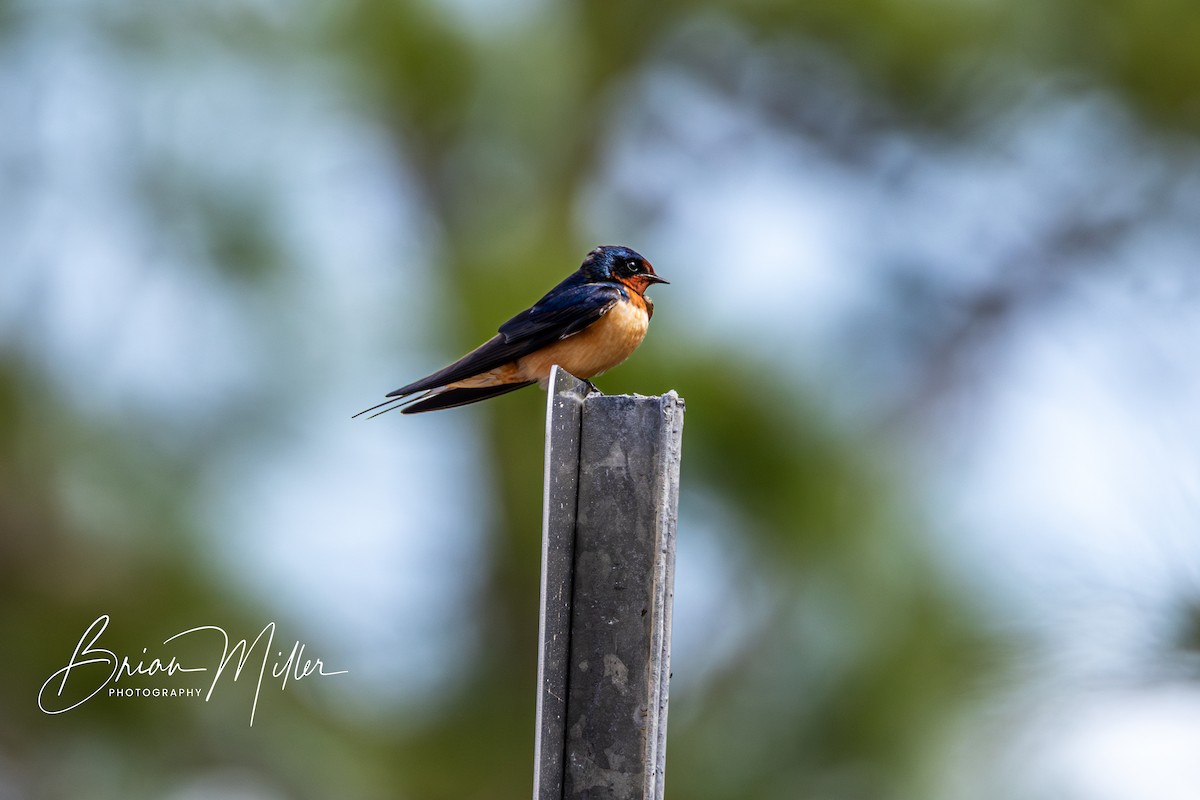 Barn Swallow - ML618573062