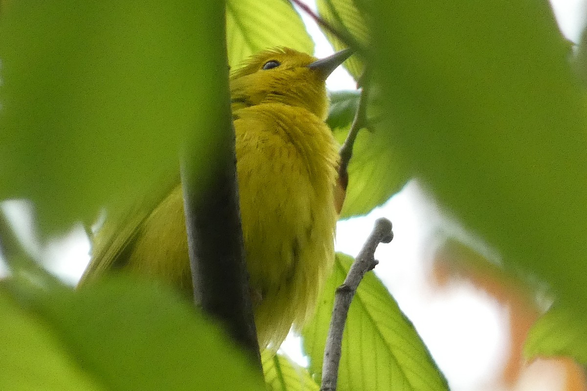 Yellow Warbler - ML618573075