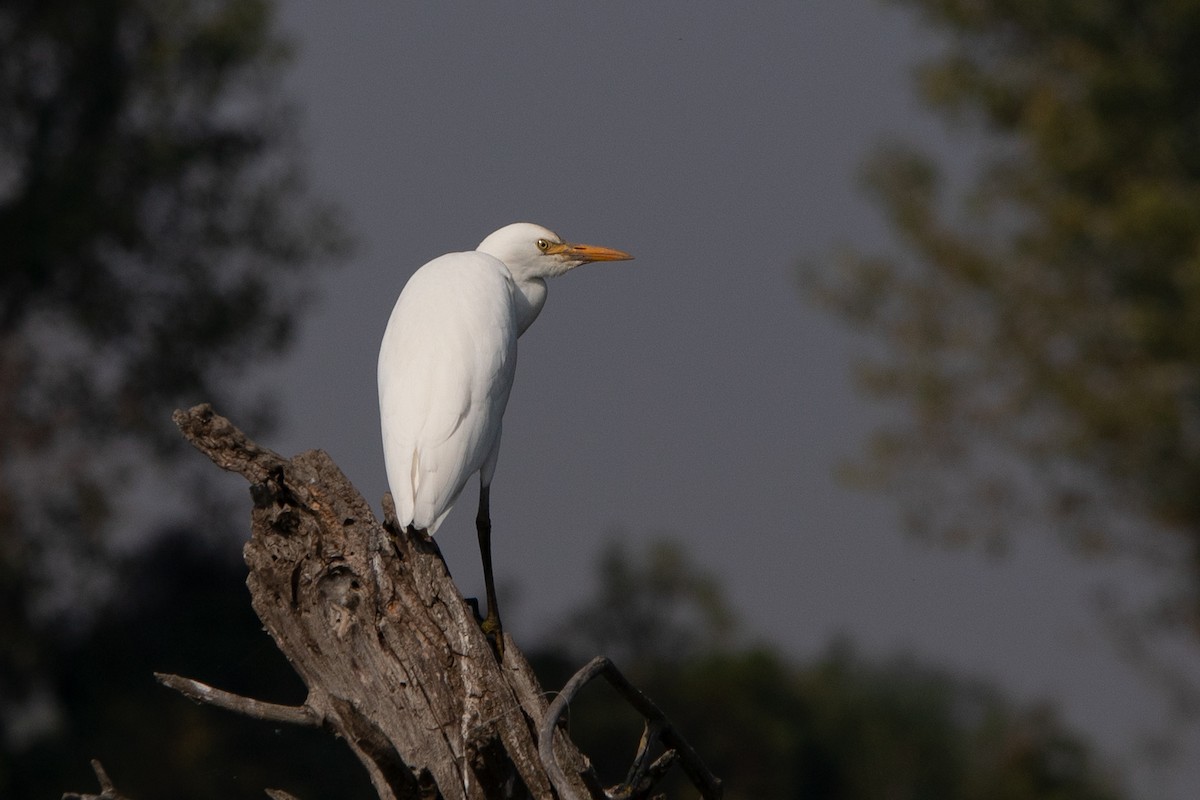 Western Cattle Egret - ML618573077