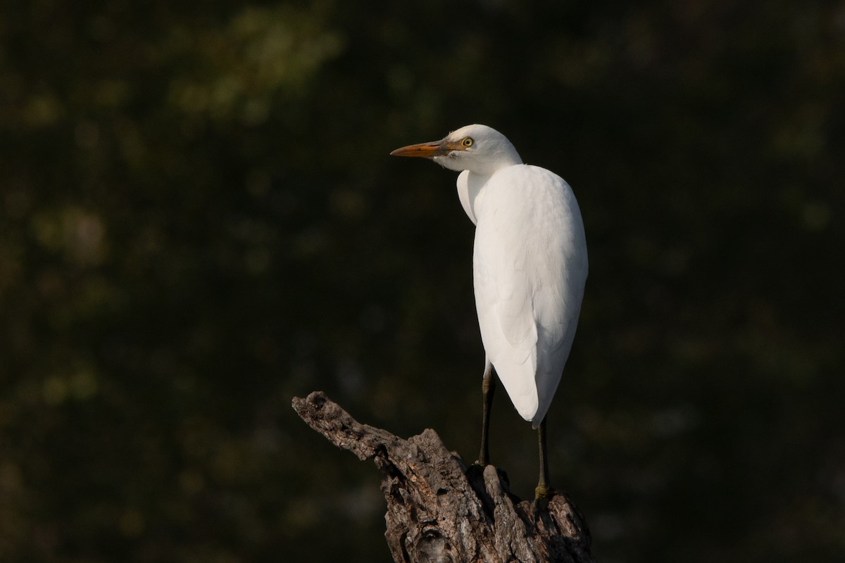 Western Cattle Egret - Mehmet Emre Bingül