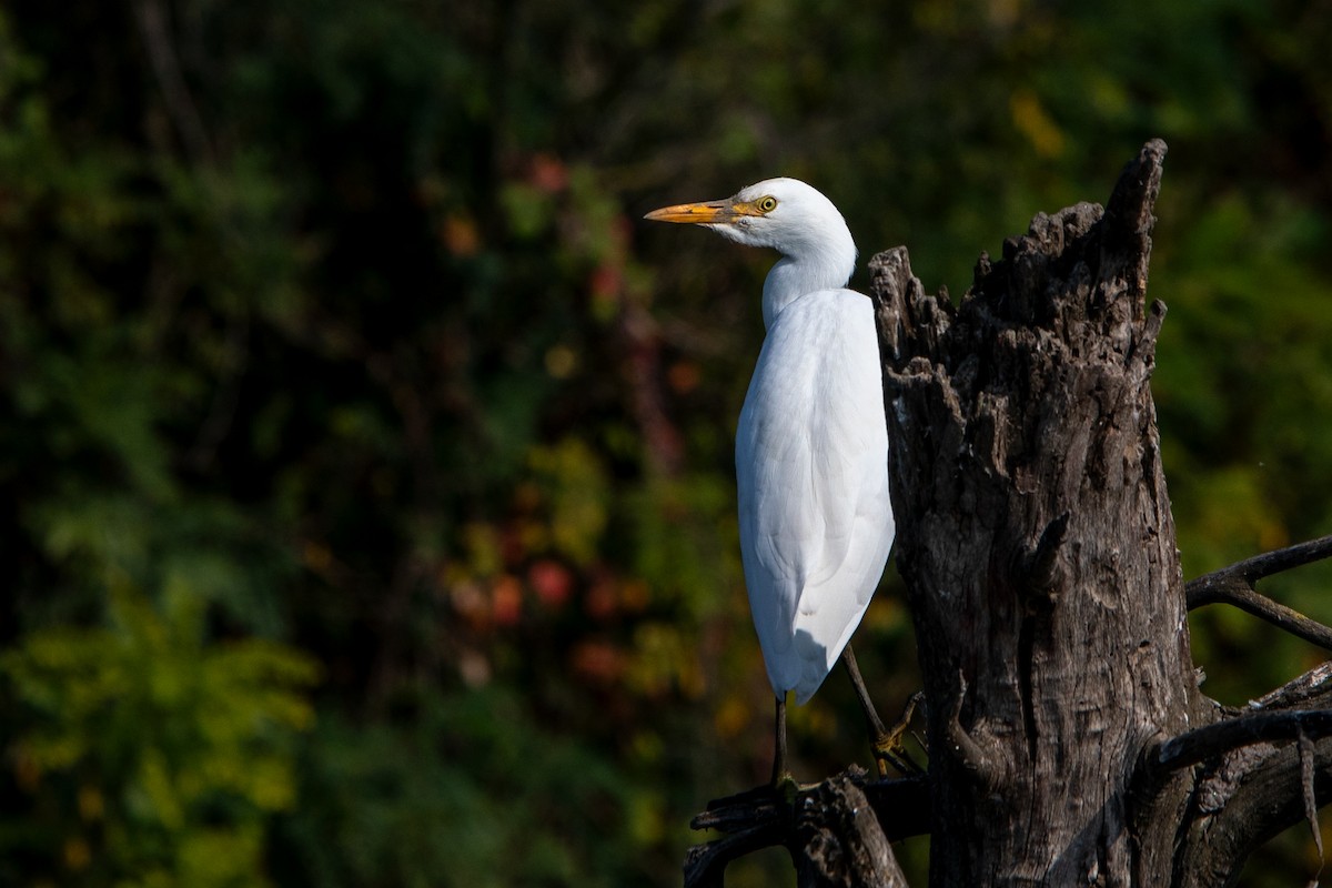 Western Cattle Egret - ML618573080