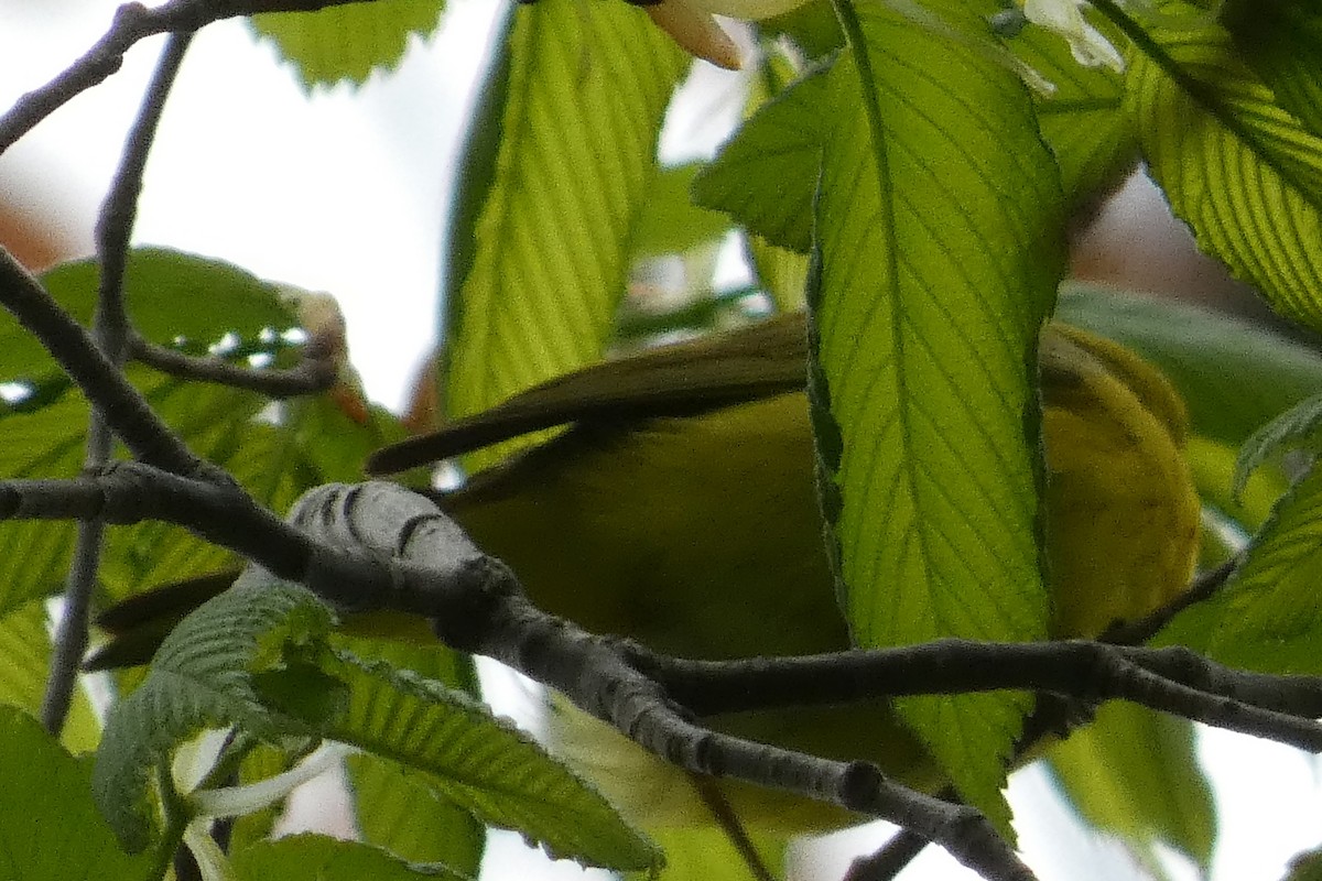 Paruline jaune - ML618573084