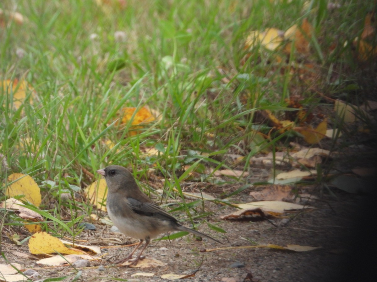 Dark-eyed Junco - Andy Noyce