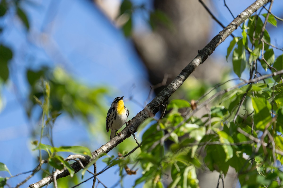 Yellow-throated Warbler - ML618573114
