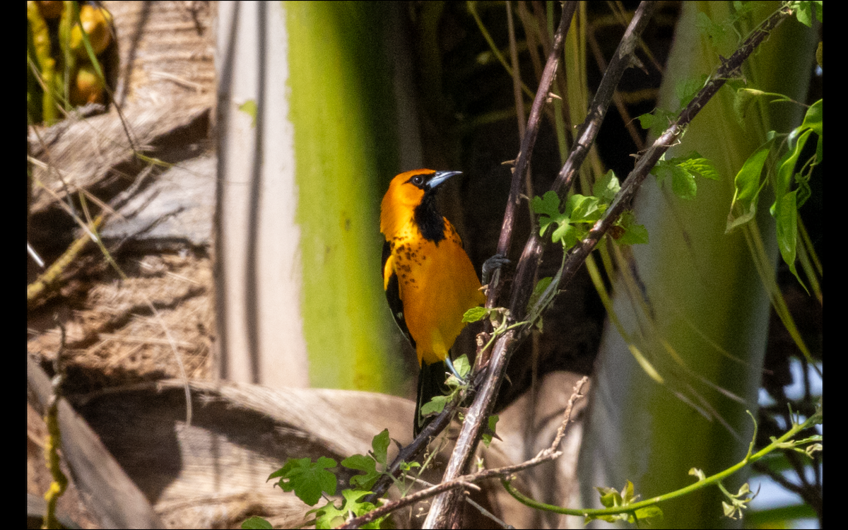 Spot-breasted Oriole - Lucas Pittman