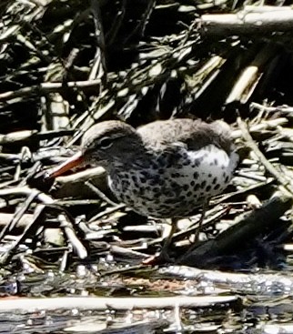 Spotted Sandpiper - Raymond Ortiz