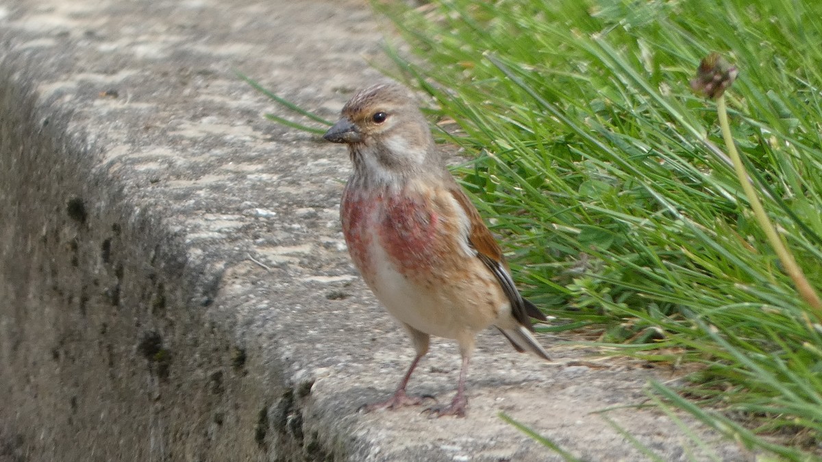 Eurasian Linnet - Andris Cemme