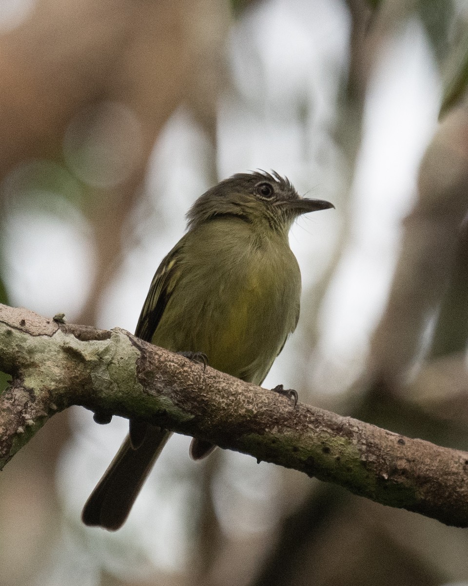 Slender-footed Tyrannulet - ML618573200