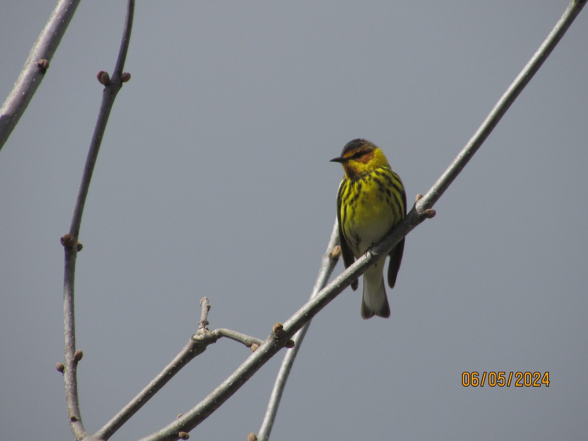 Cape May Warbler - ML618573229