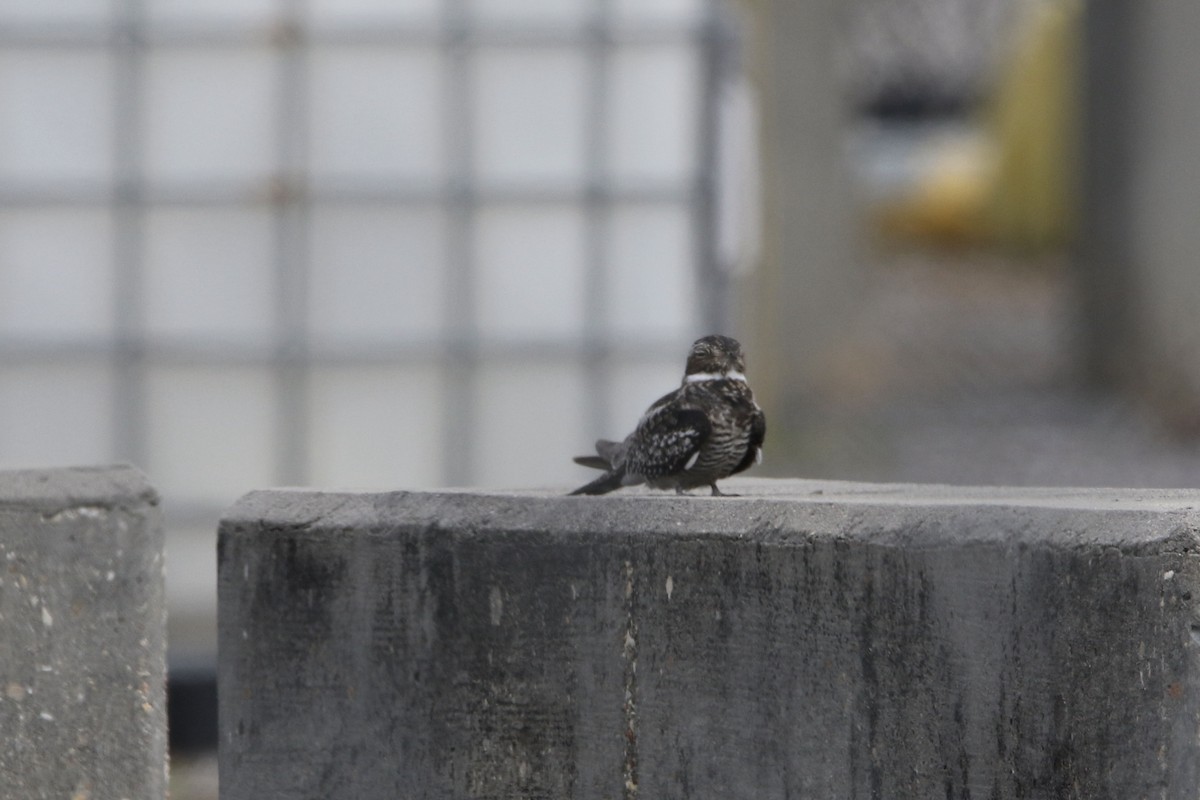 Common Nighthawk - Stephanie  Wallace