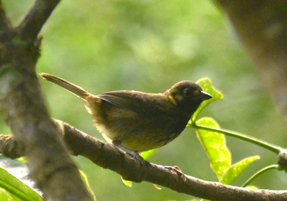 White-eared Ground-Sparrow - Rodolfo Dodero