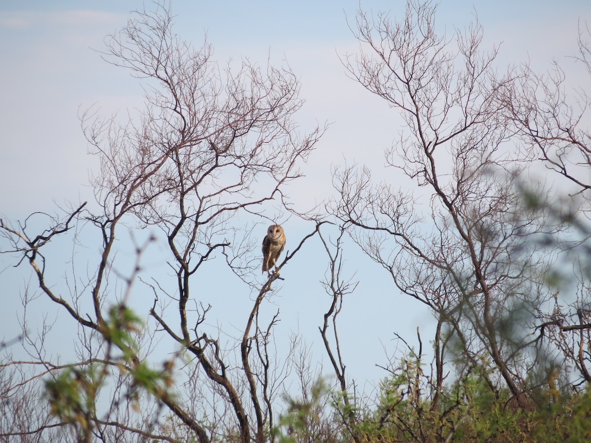 Barn Owl - Sam Holcomb