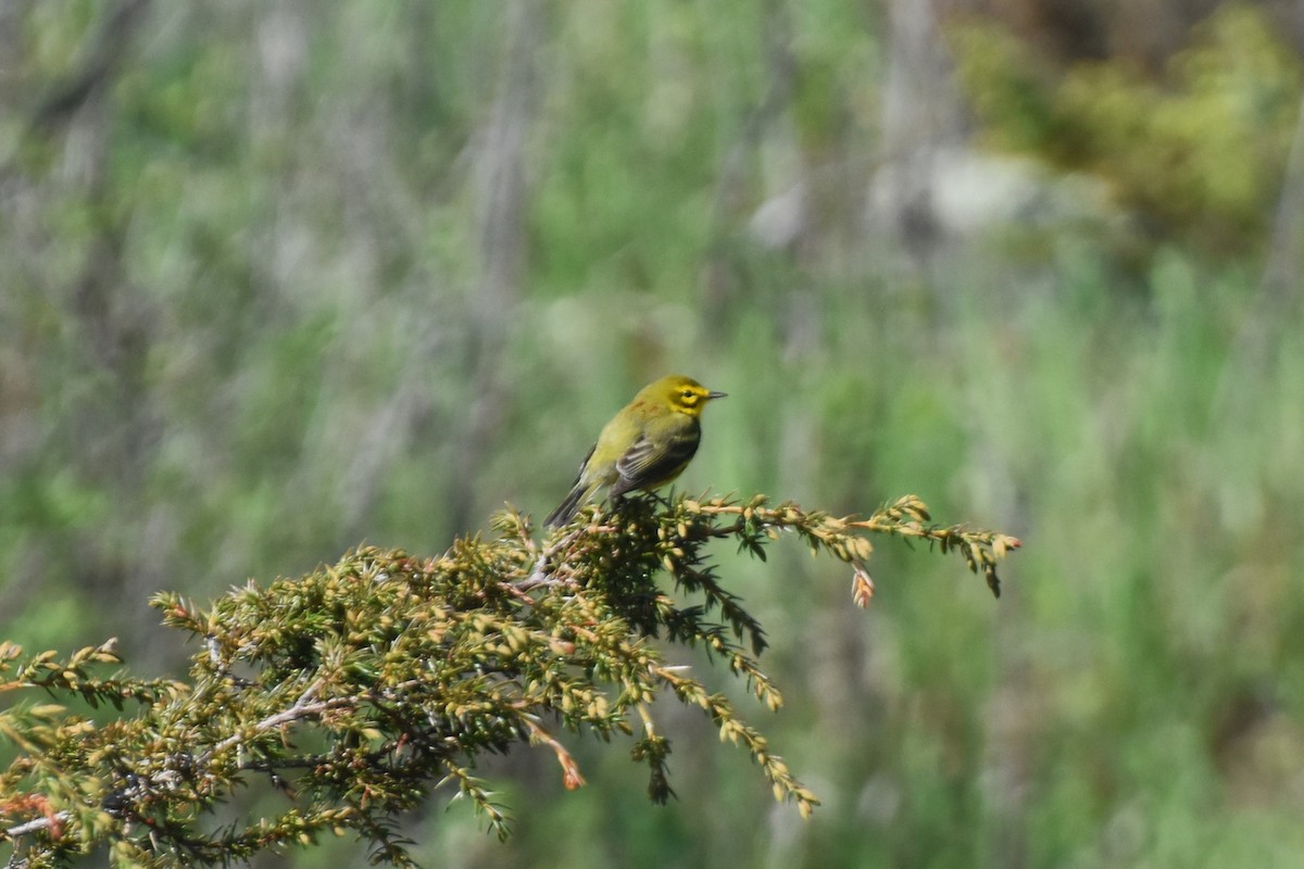 Prairie Warbler - ML618573309