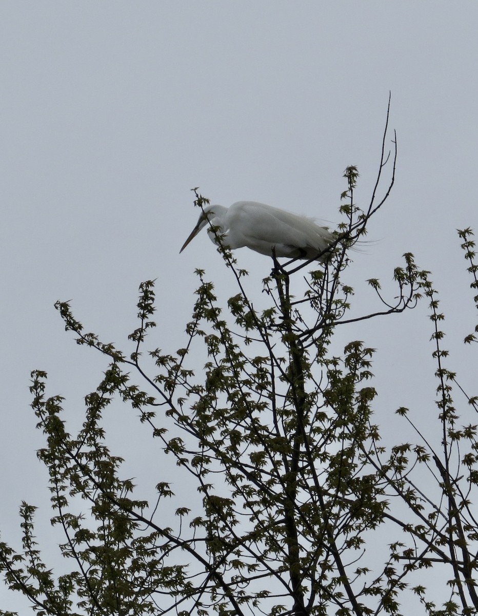 Чапля велика - ML618573322