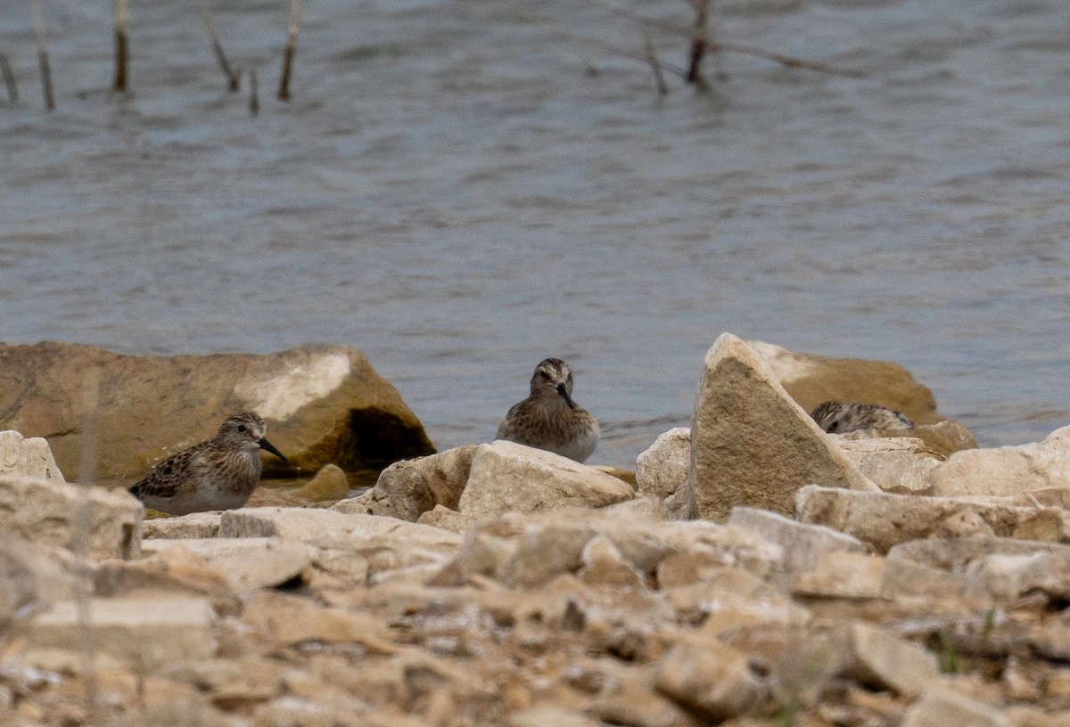 Baird's Sandpiper - ML618573342