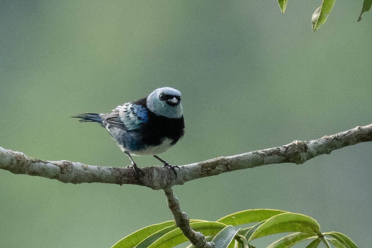 Masked Tanager - Ross Bartholomew