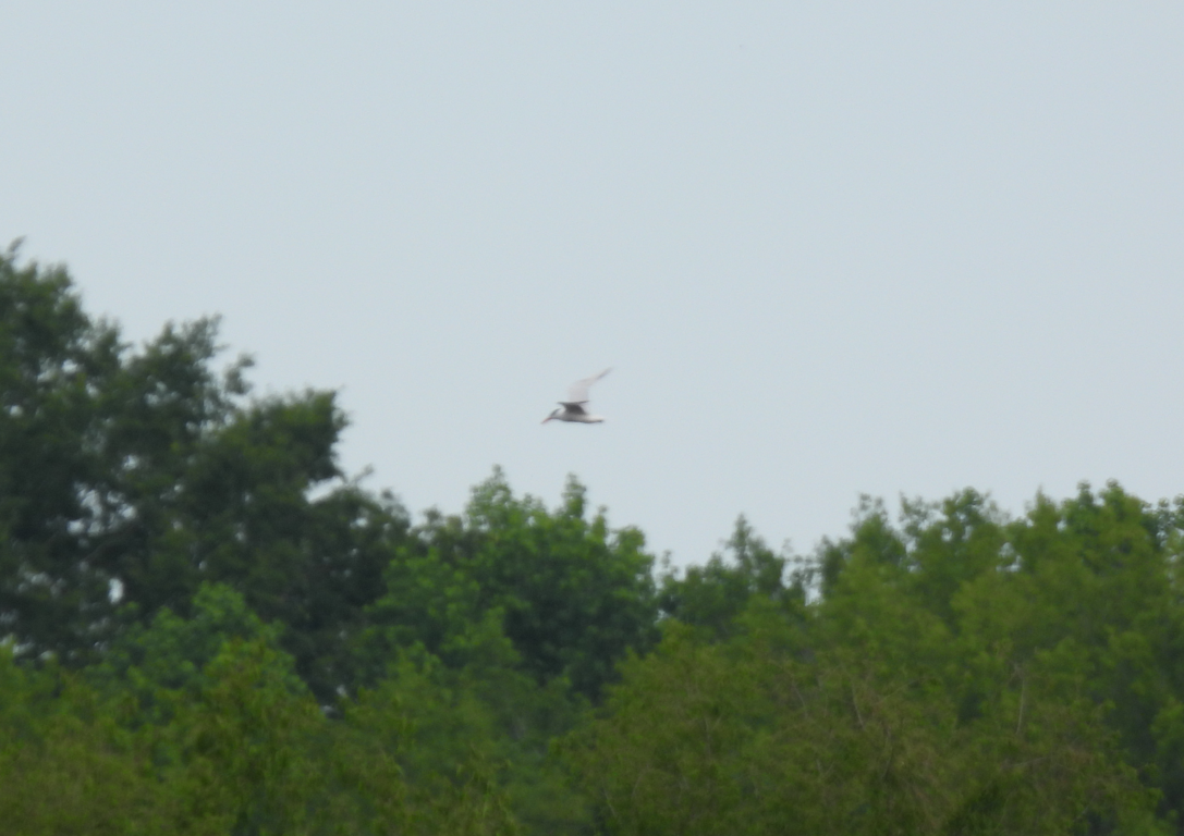 Caspian Tern - ML618573367