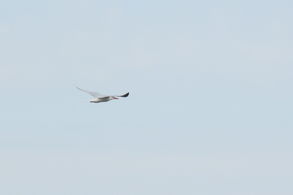 Caspian Tern - ML618573368