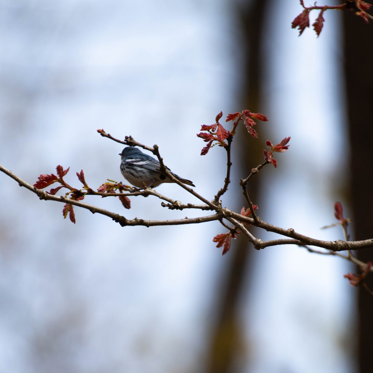 Paruline azurée - ML618573383