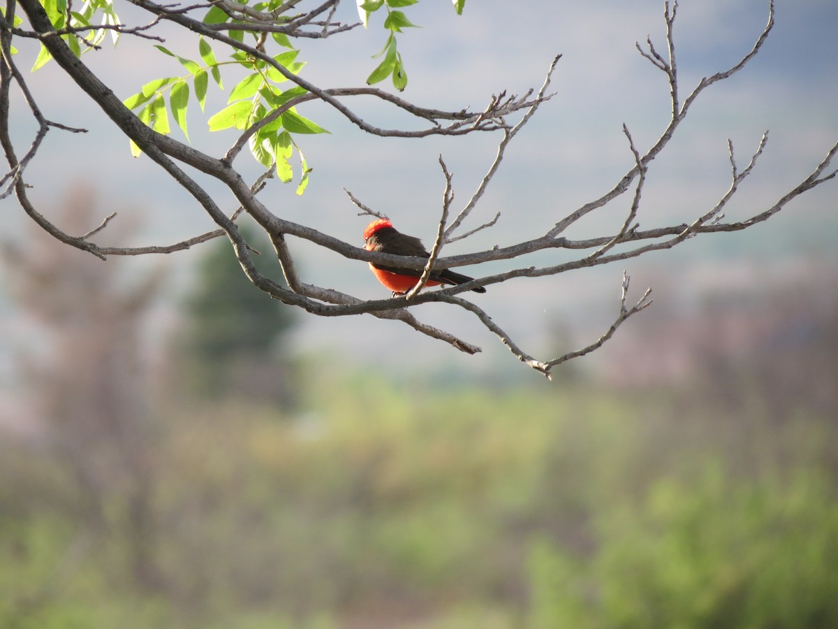 Vermilion Flycatcher - Sam Holcomb