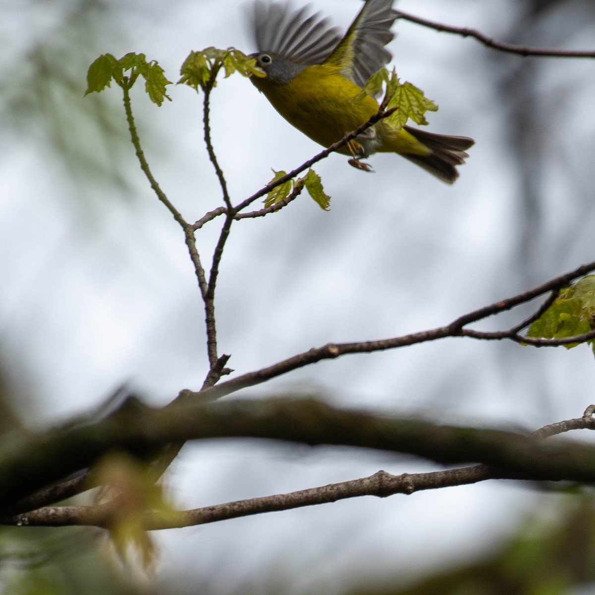 Nashville Warbler - Scott Beattie