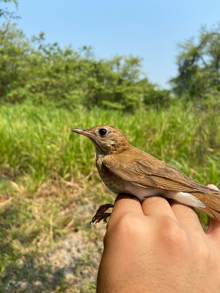 Veery - Emilio Bejarano