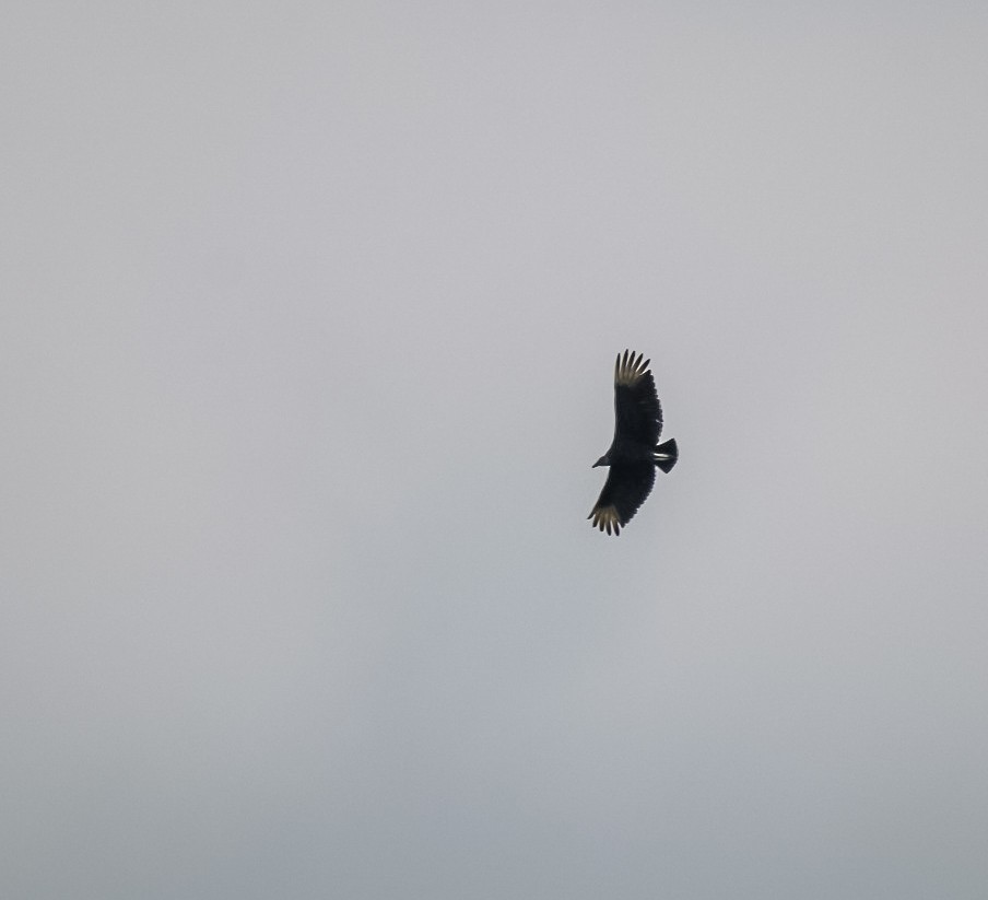 Black Vulture - ML618573418