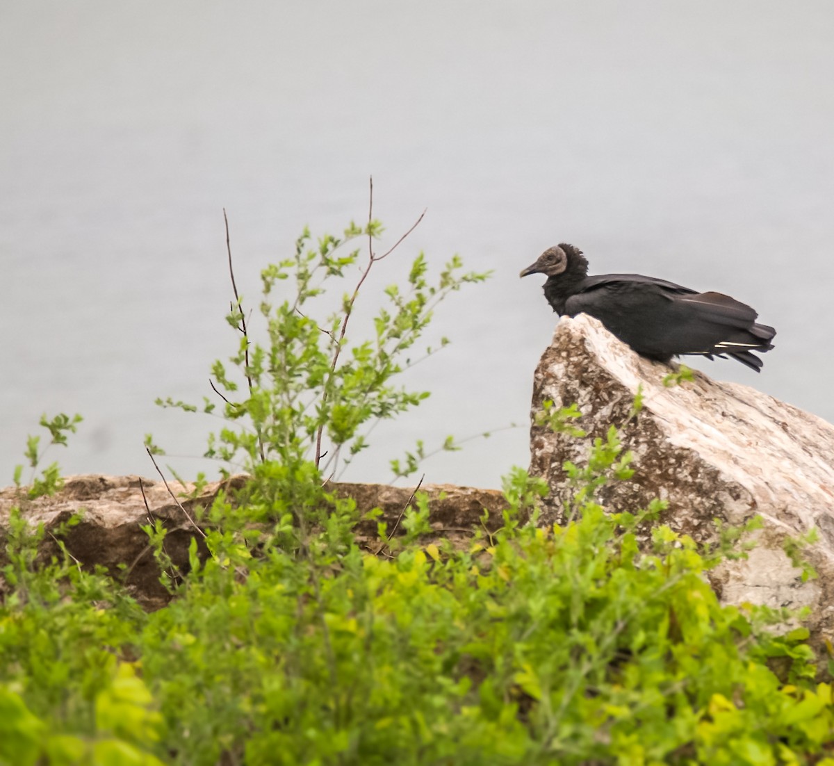 Black Vulture - Steven Klingler