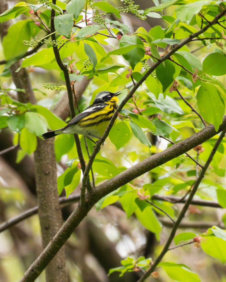 Magnolia Warbler - ML618573443