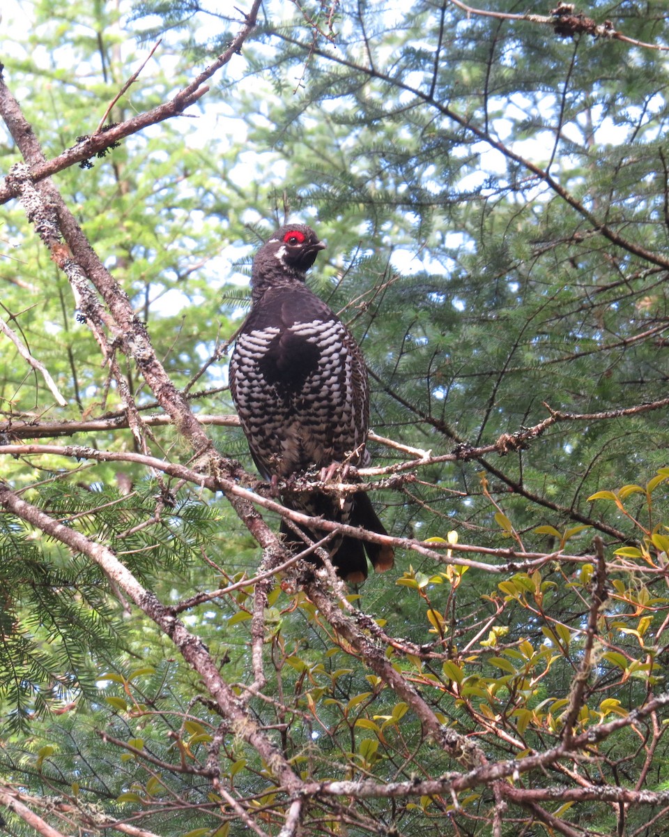 Дикуша канадська - ML618573446