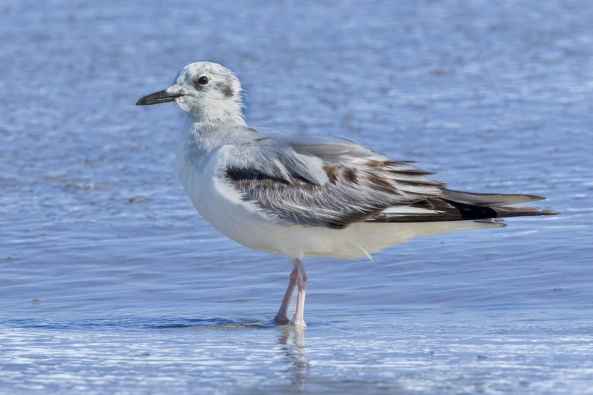 Bonaparte's Gull - Deborah Porter