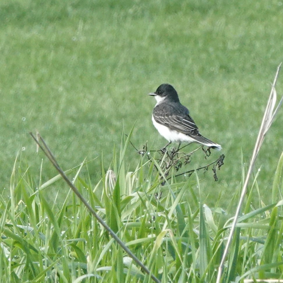 Eastern Kingbird - ML618573488