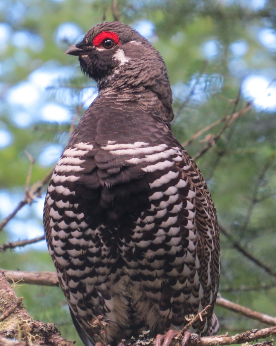 Дикуша канадська - ML618573497