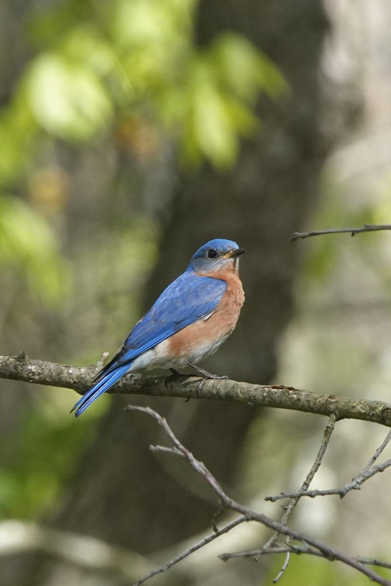 Eastern Bluebird - ML618573505