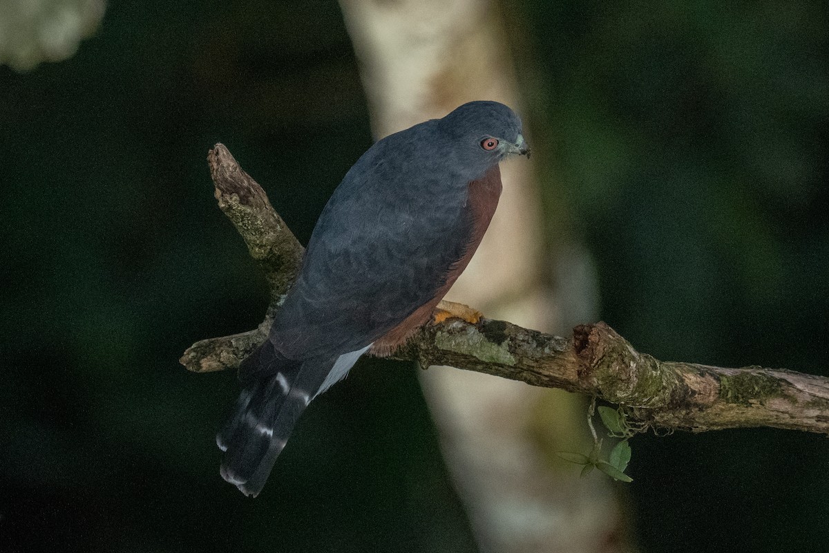 Double-toothed Kite - Ross Bartholomew